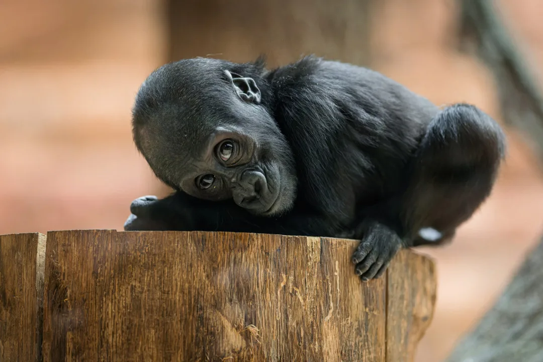 Pražská zoo oslavila rok od narození gorilí samičky Mobi, vnučky Moji