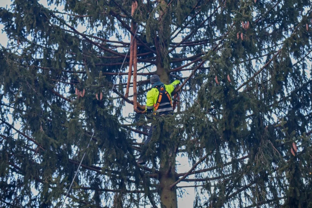 Vánoční strom už zmizel ze Staromáku, učni z něj vyrobí nábytek pro dětské centrum