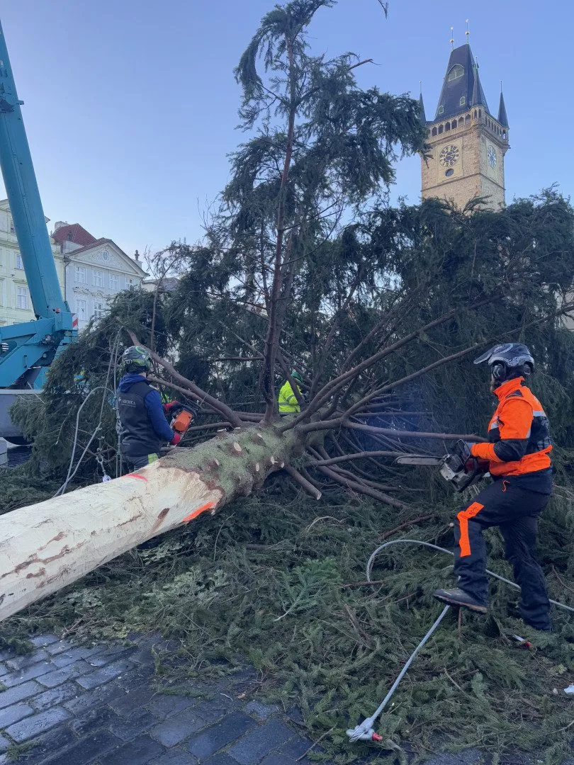 Vánoční strom už zmizel ze Staromáku, učni z něj vyrobí nábytek pro dětské centrum