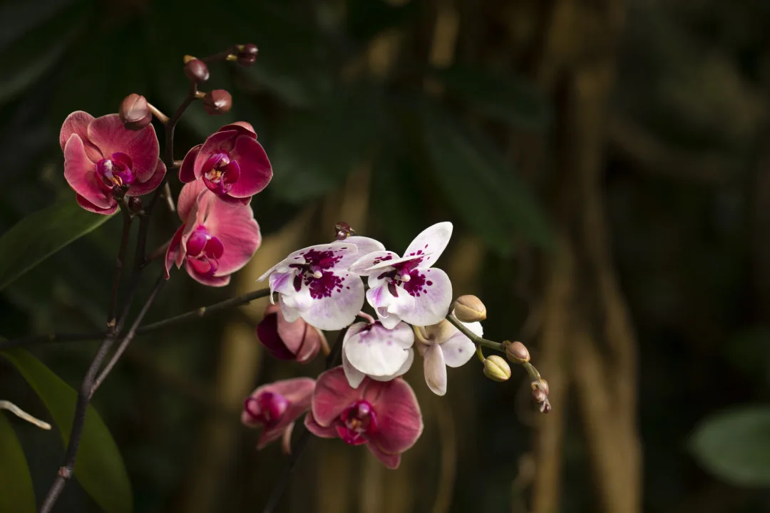 V březnu se do botanické zahrady vrací orchideje. Tentokrát v expozici s názvem Královny intrik