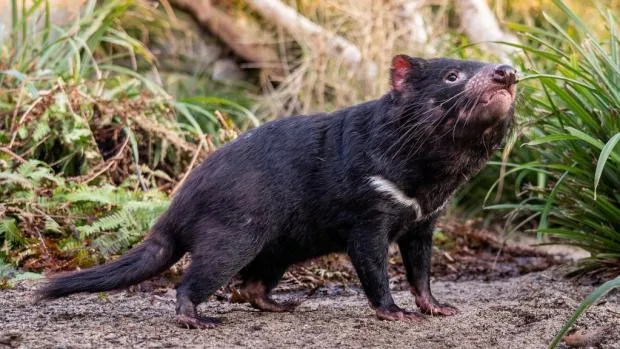 Zoo nově chová skupinu ďáblů