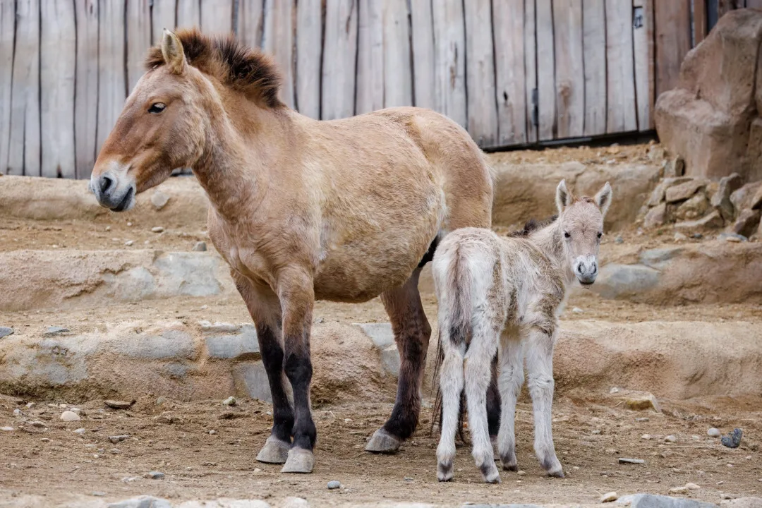 V Zoo Praha mohou lidé spatřit nově narozenou klisnu koně Převalského