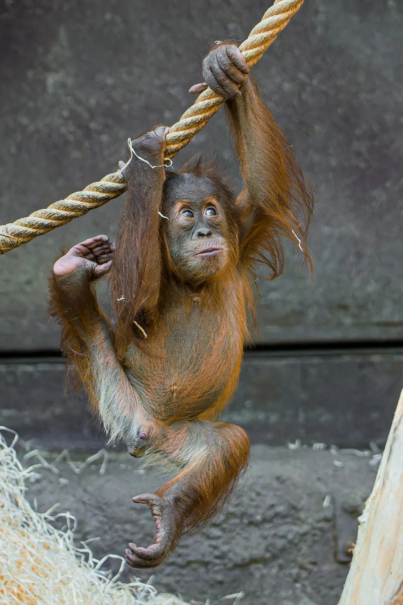 Orangutan Harapan oslavil v pražské zoo první narozeniny, dostal ovoce v termitišti