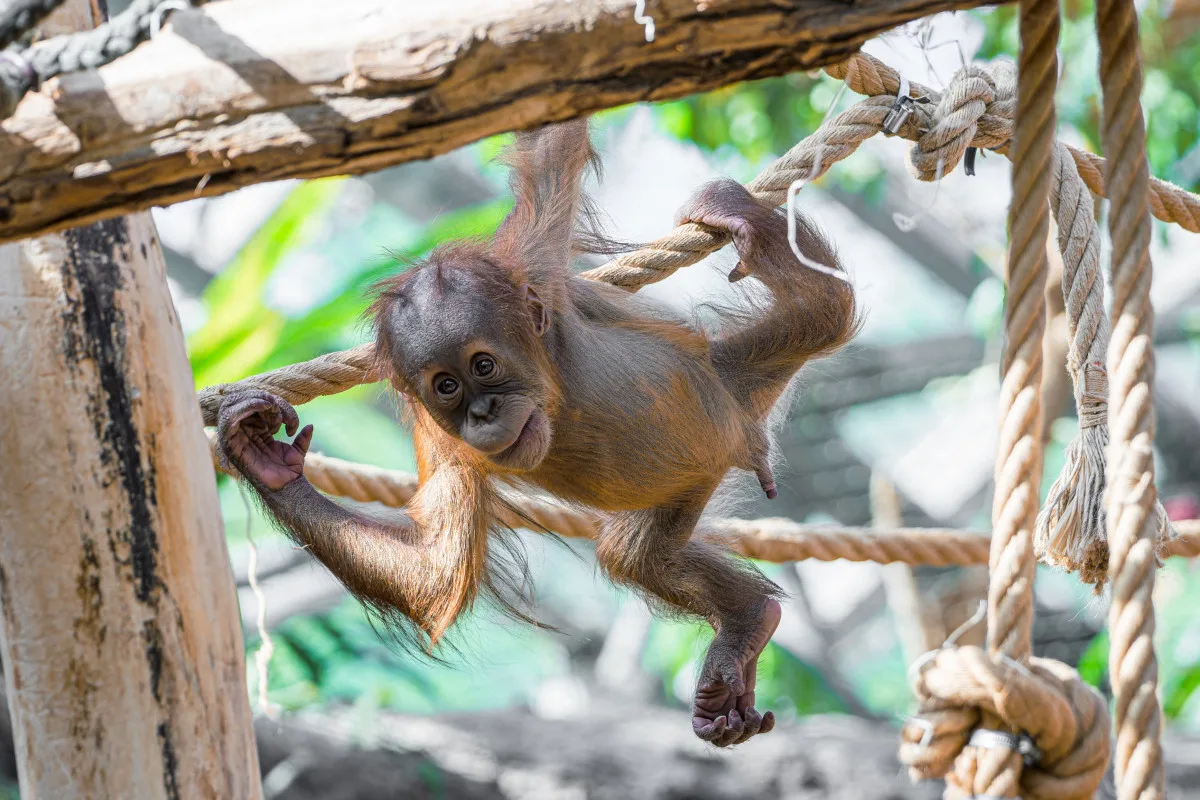 Orangutan Harapan oslavil v pražské zoo první narozeniny, dostal ovoce v termitišti