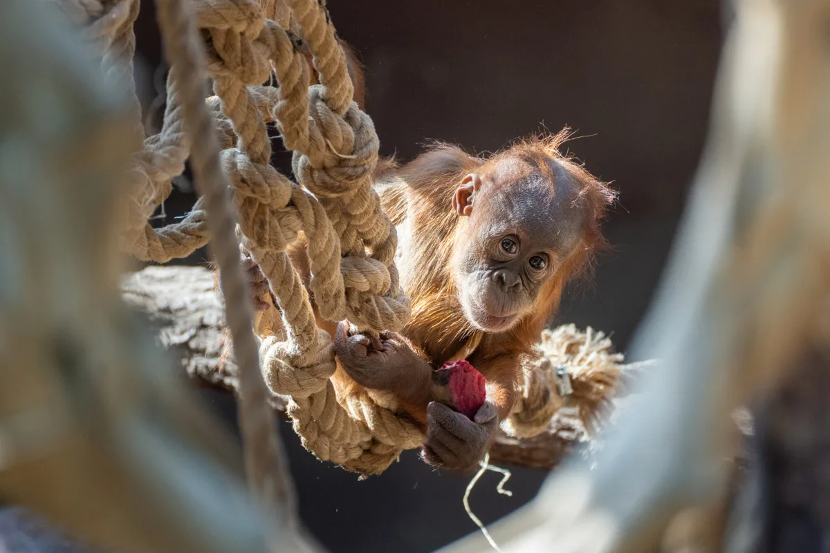Orangutan Harapan oslavil v pražské zoo první narozeniny, dostal ovoce v termitišti