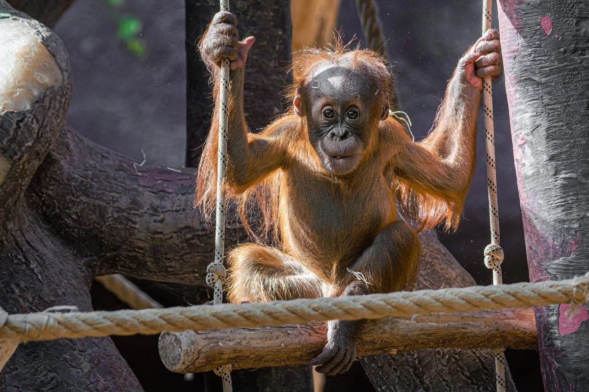 Zoo Praha