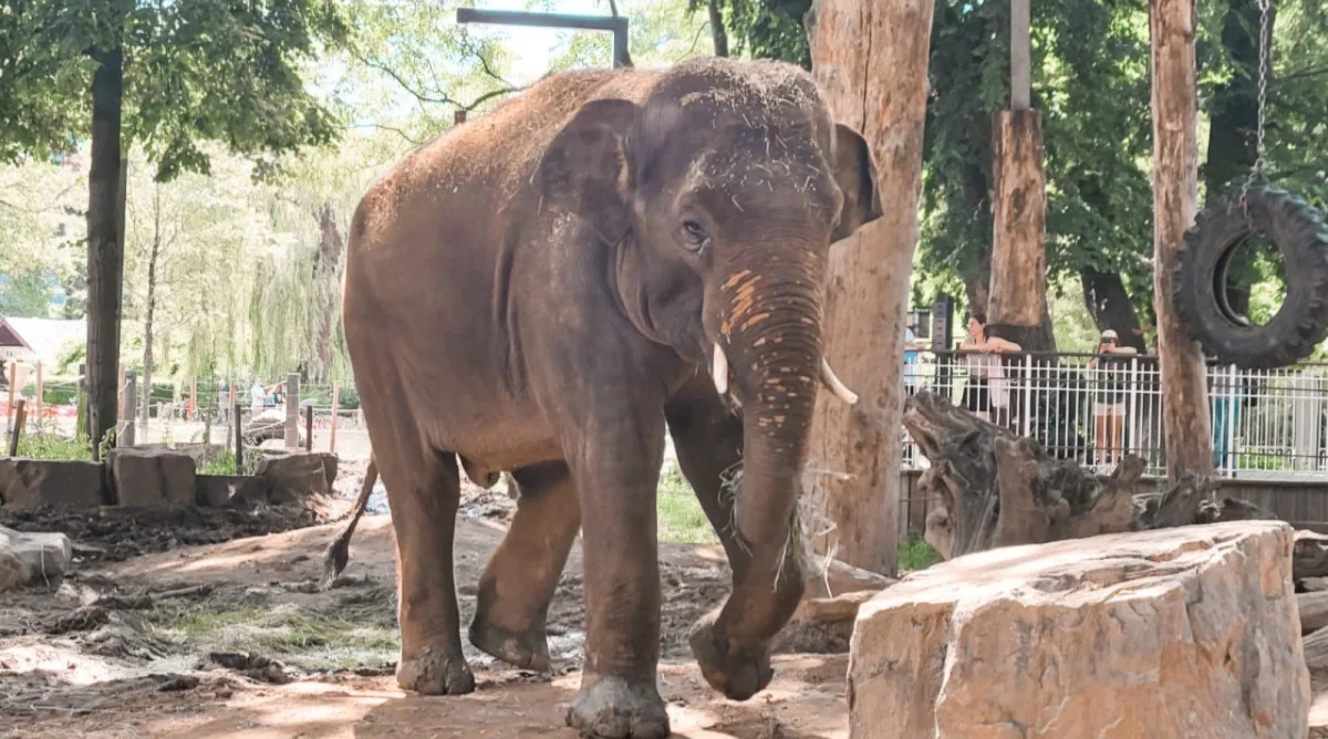 Slon Max z pražské zoo si užívá nový domov v Antverpách, miluje plavání