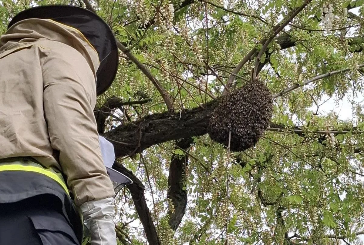 Kdy volat hasiče kvůli odstranění vosích hnízd? Pouze, když jde o bezprostřední nebezpečí, apelují