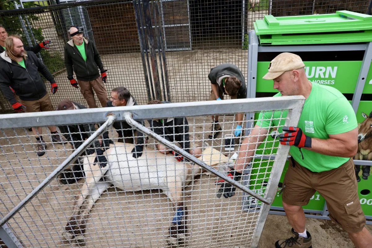 Kůň Převalského zablokoval dopravu u Prahy. Vykopal se z bedny na cestě na letiště