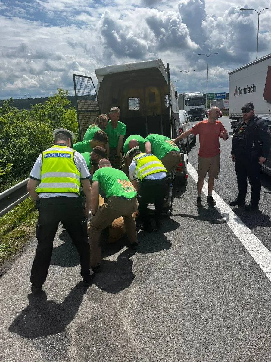 Kůň Převalského zablokoval dopravu u Prahy. Vykopal se z bedny na cestě na letiště