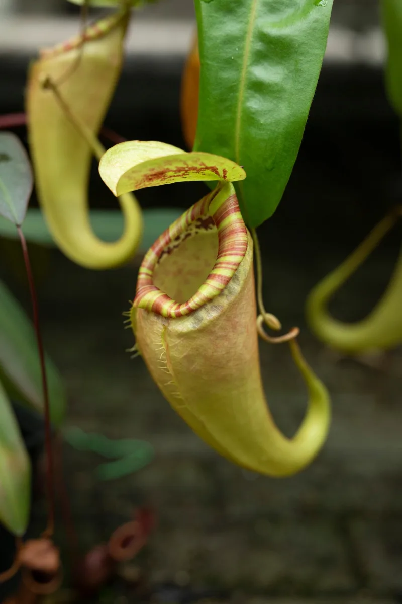 Botanická zahrada vystaví desítky druhý masožravých rostlin