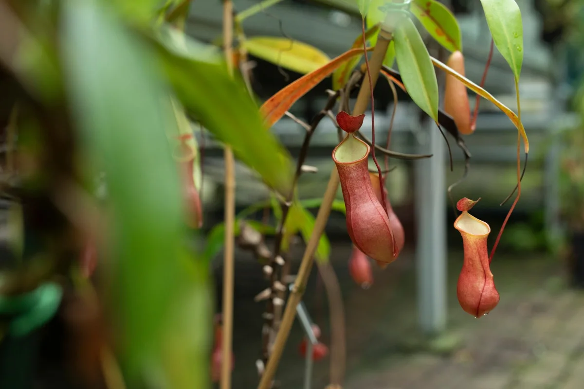 Botanická zahrada vystaví desítky druhý masožravých rostlin