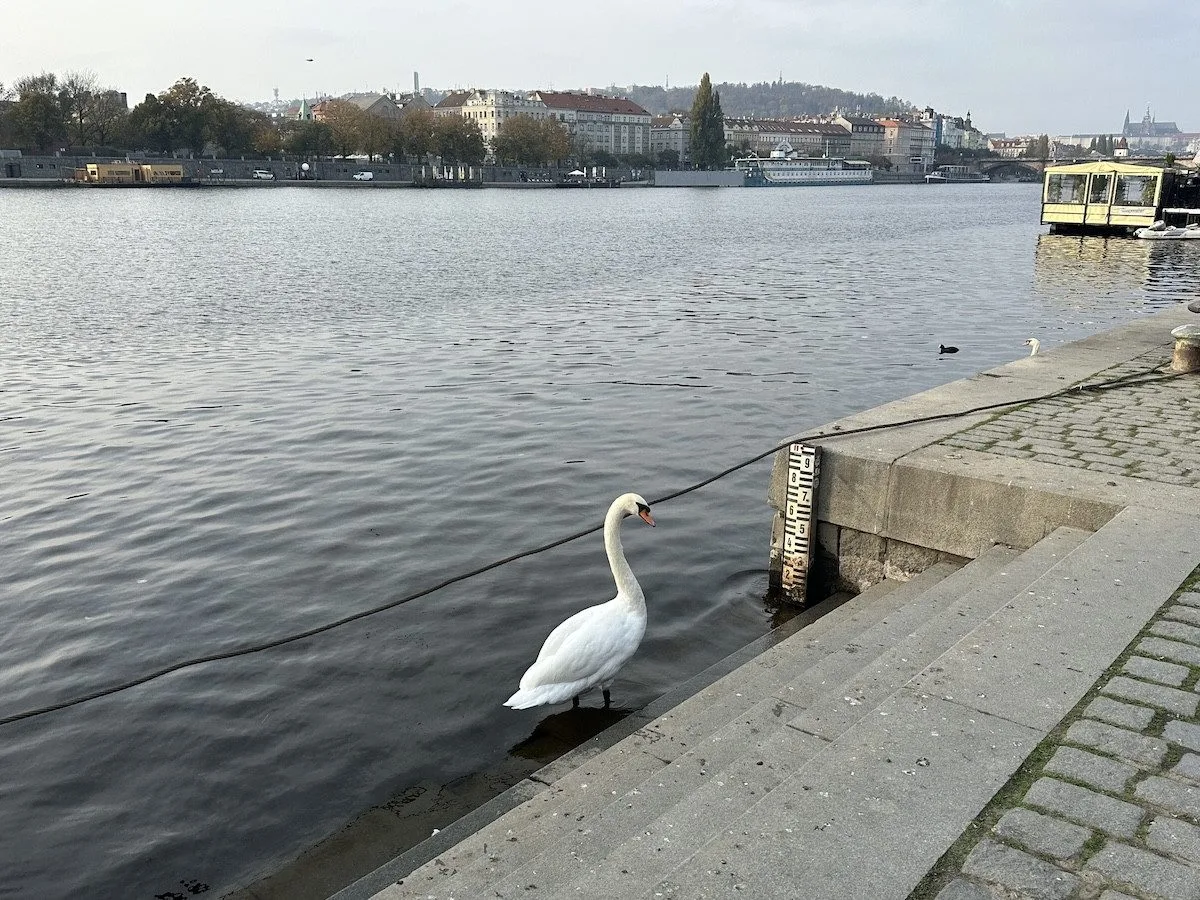 Pátrání po labutích z centra Prahy pokračuje, teorie o jejich snědení se nepotvrdily
