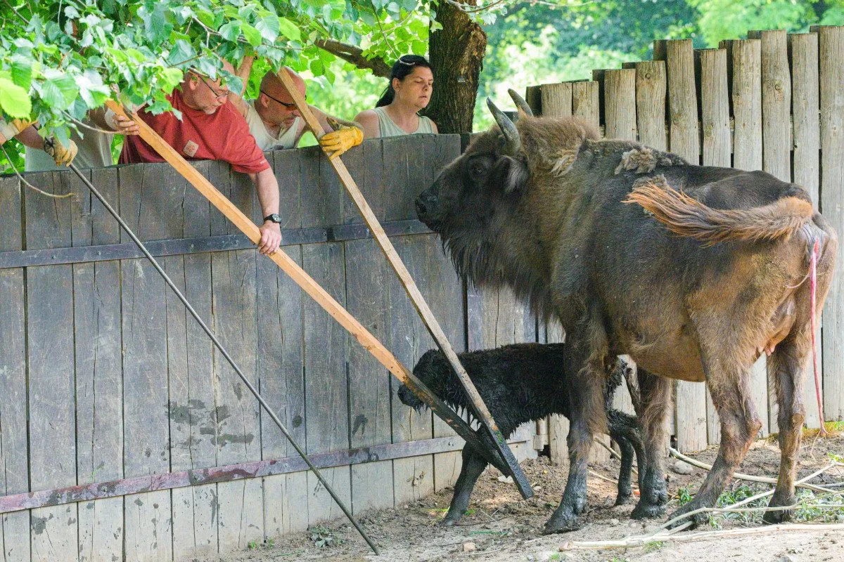 Malý zubr už chodí po výběhu.