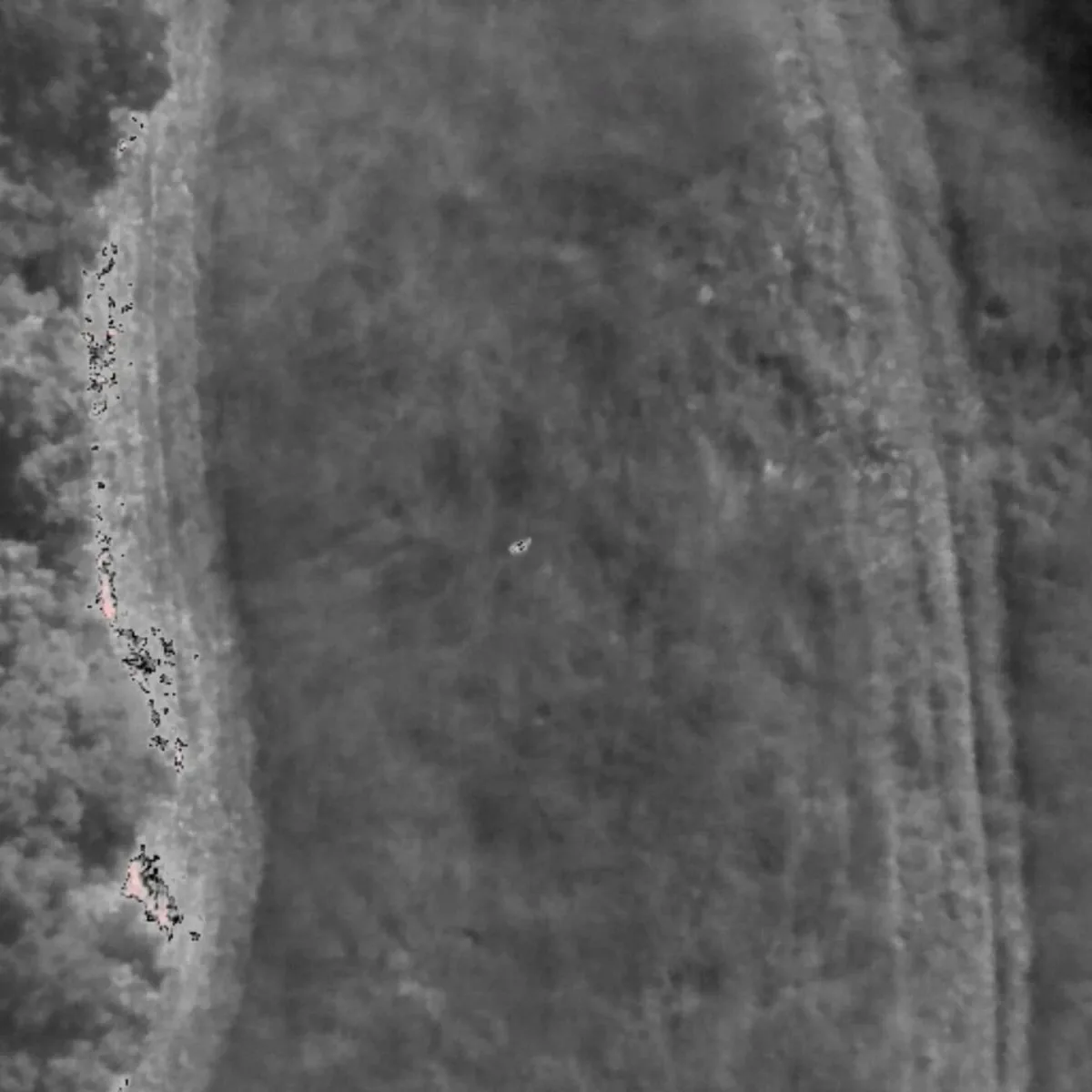 Záchranná stanice dostává seno z pražských luk. Kvůli srnčatům je kontrolují dronem