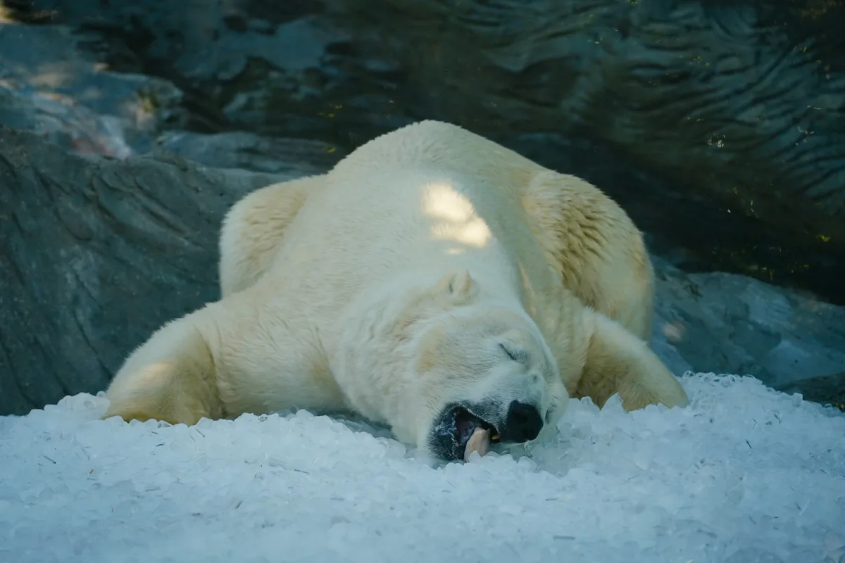 FOTO: Ledové království v pražské zoo. Tuny kostek ochladily medvědy i bizony