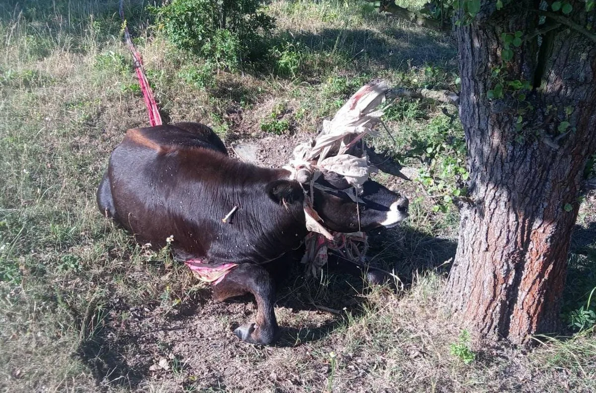 Samici musel pomoci veterinář.