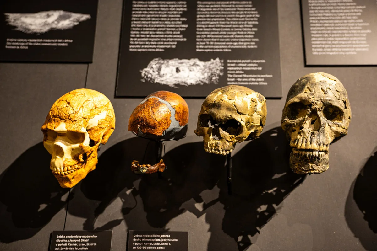 Národní muzeum jako první v Evropě vystavilo 3 miliony let staré fosilie člověka