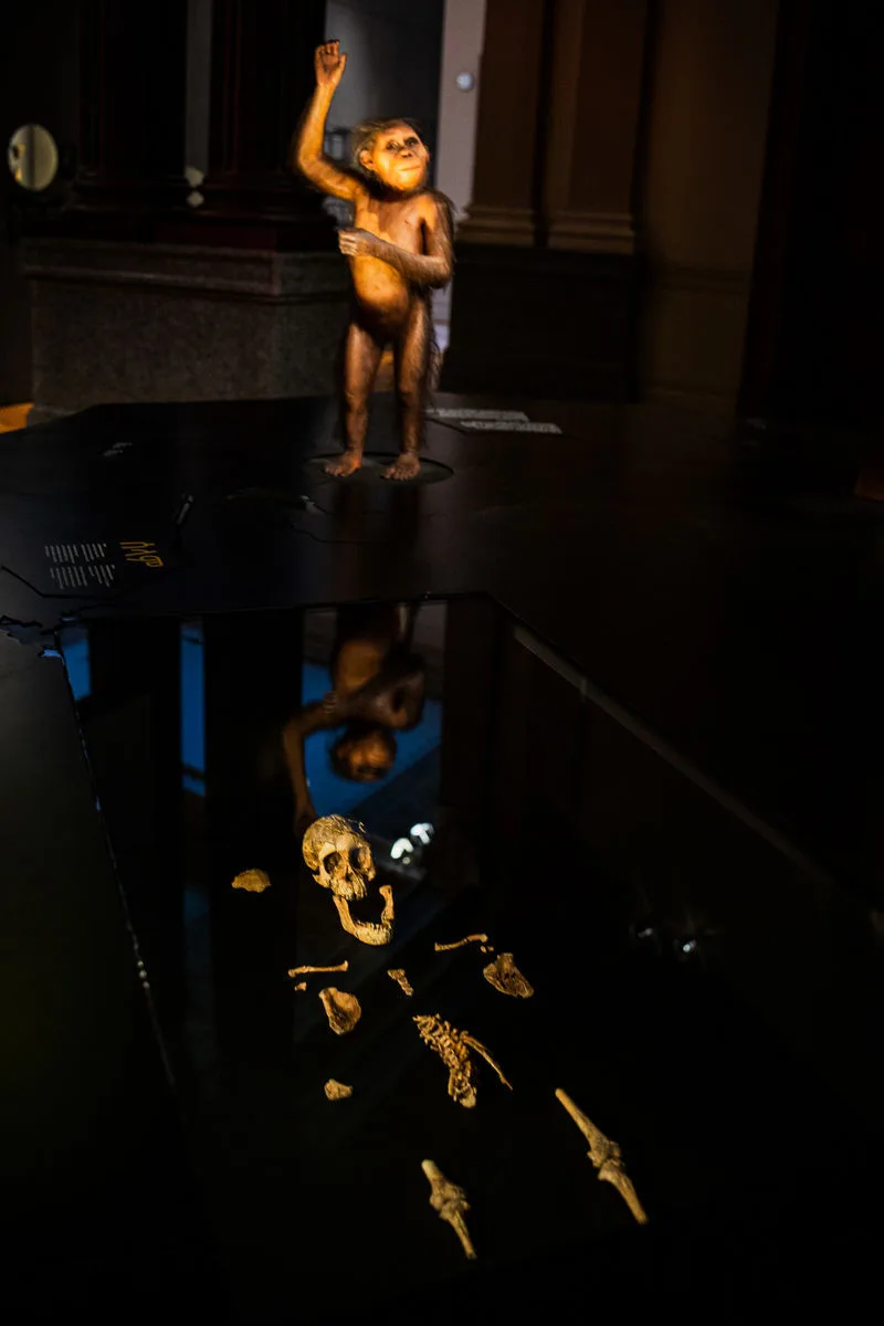 Národní muzeum jako první v Evropě vystavilo 3 miliony let staré fosilie člověka