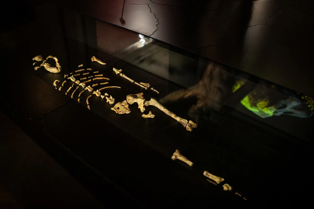 Národní muzeum jako první v Evropě vystavilo 3 miliony let staré fosilie člověka