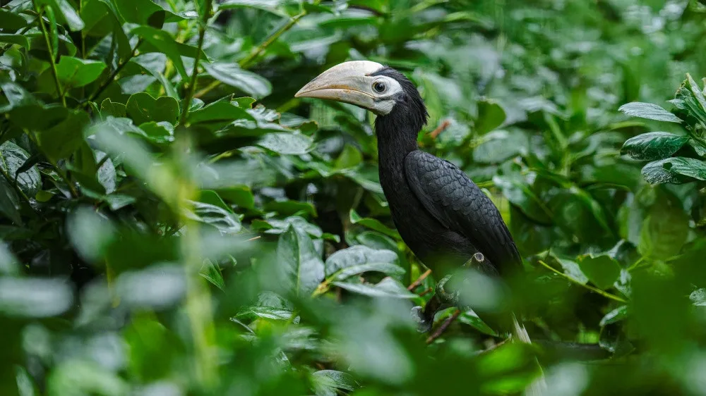 Pražská zoo slaví chovatelský úspěch, narodili se jí zoborožci běloocasí