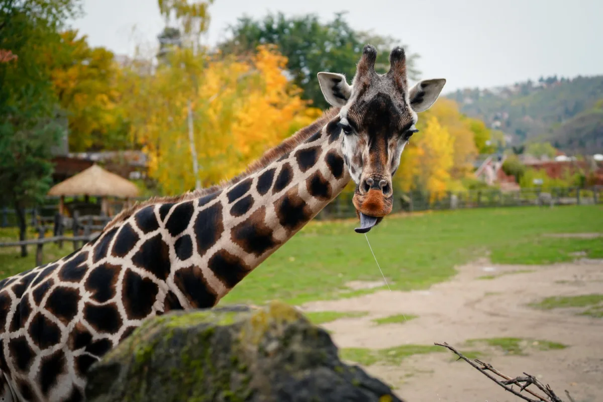 FOTO: Barevný podzim v pražské zoo