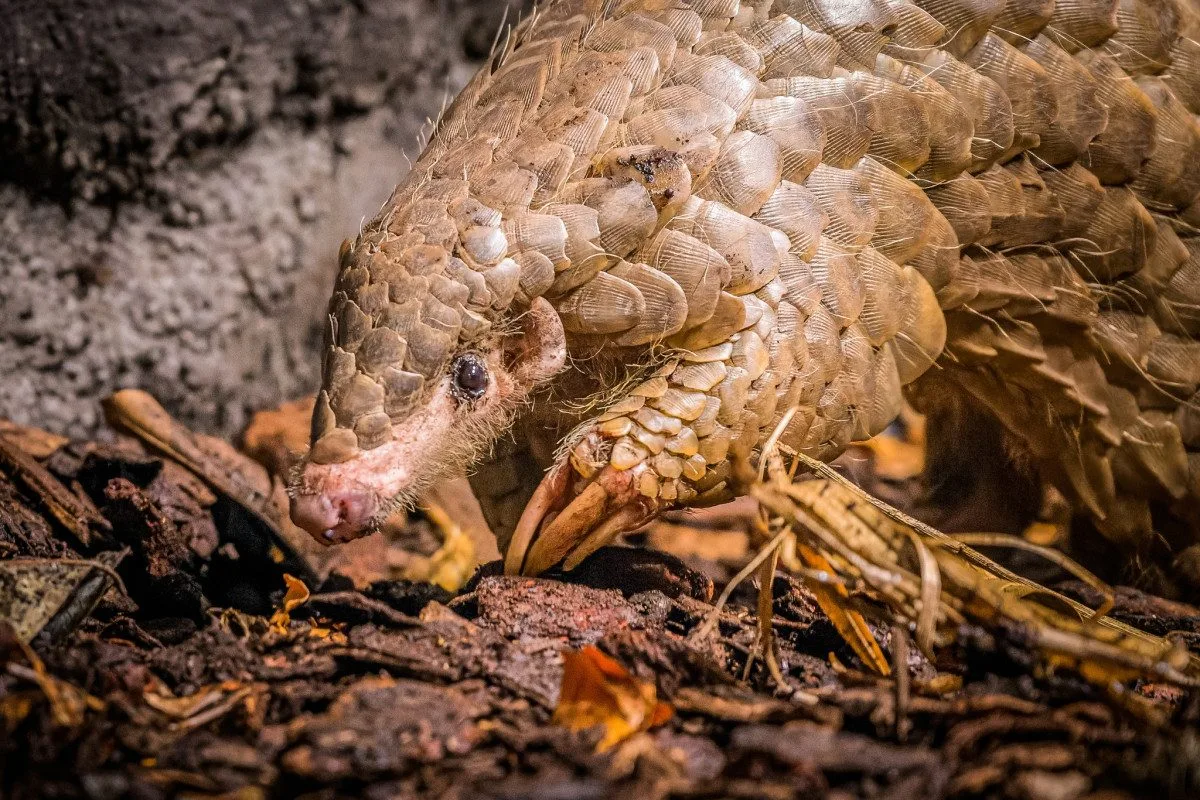 V pražské zoo uhynula samička luskouna přezdívaná Fazolka.