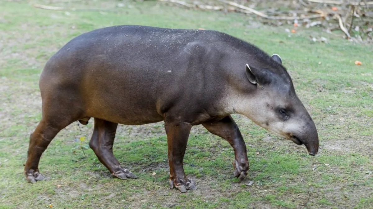 Opomíjená zvířata čekají na pomoc. Zoo Praha pro ně hledá adoptivní rodiče