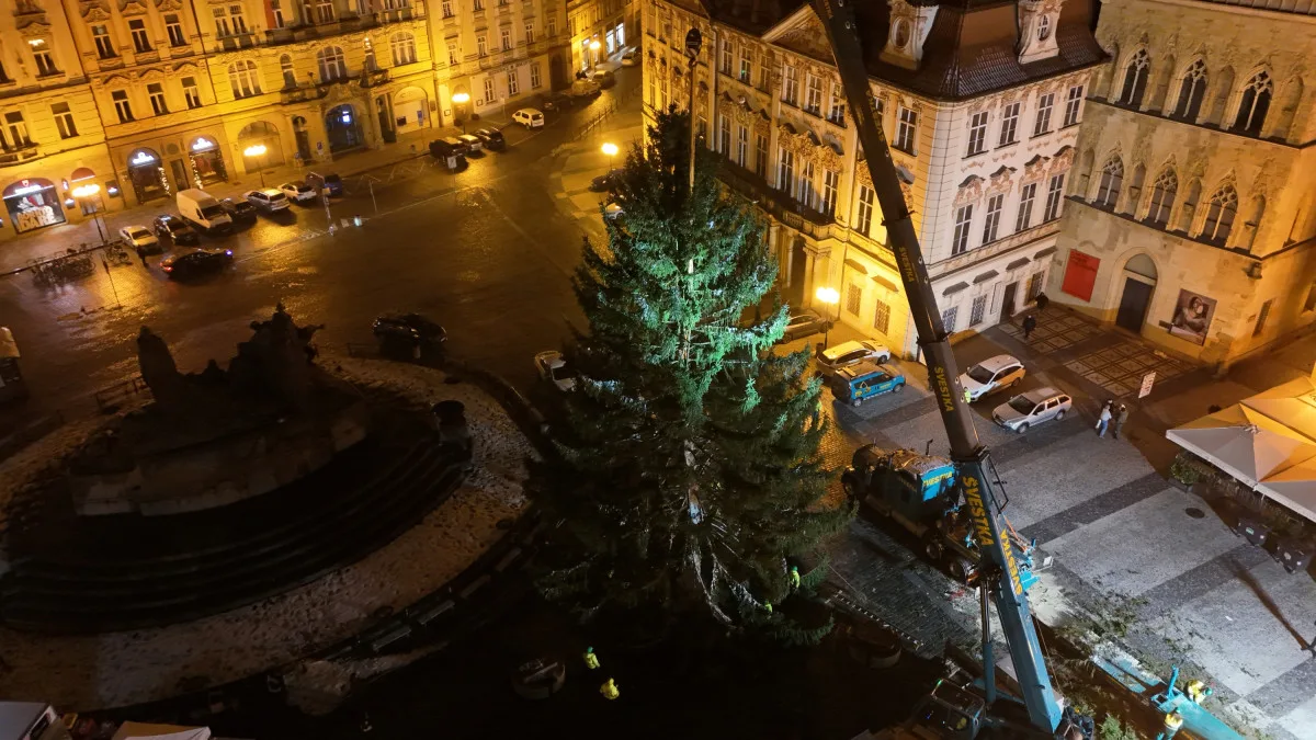 Strom přivezli v noci na úterý.