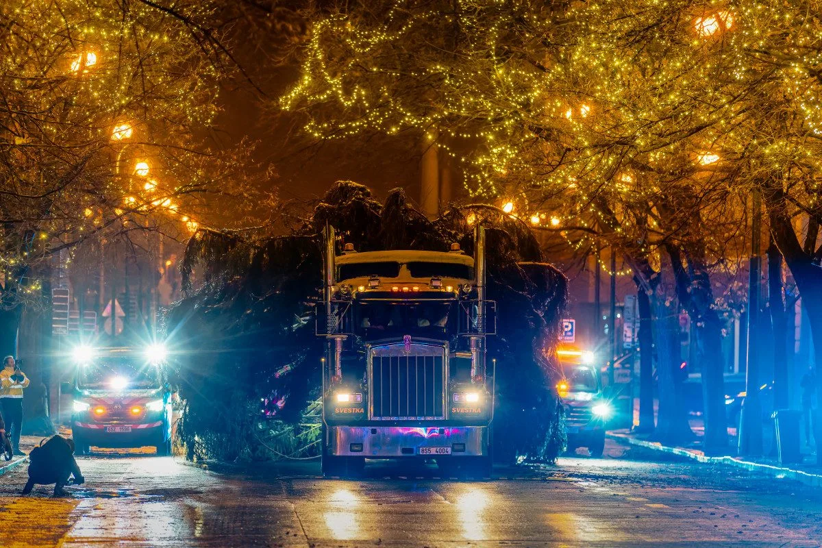 VIDEO: Vánoční strom už po malých problémech zdobí na Staromáku, rozsvítí ho v sobotu