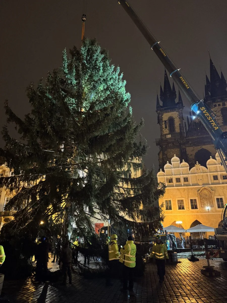 VIDEO: Vánoční strom už po malých problémech zdobí na Staromáku, rozsvítí ho v sobotu