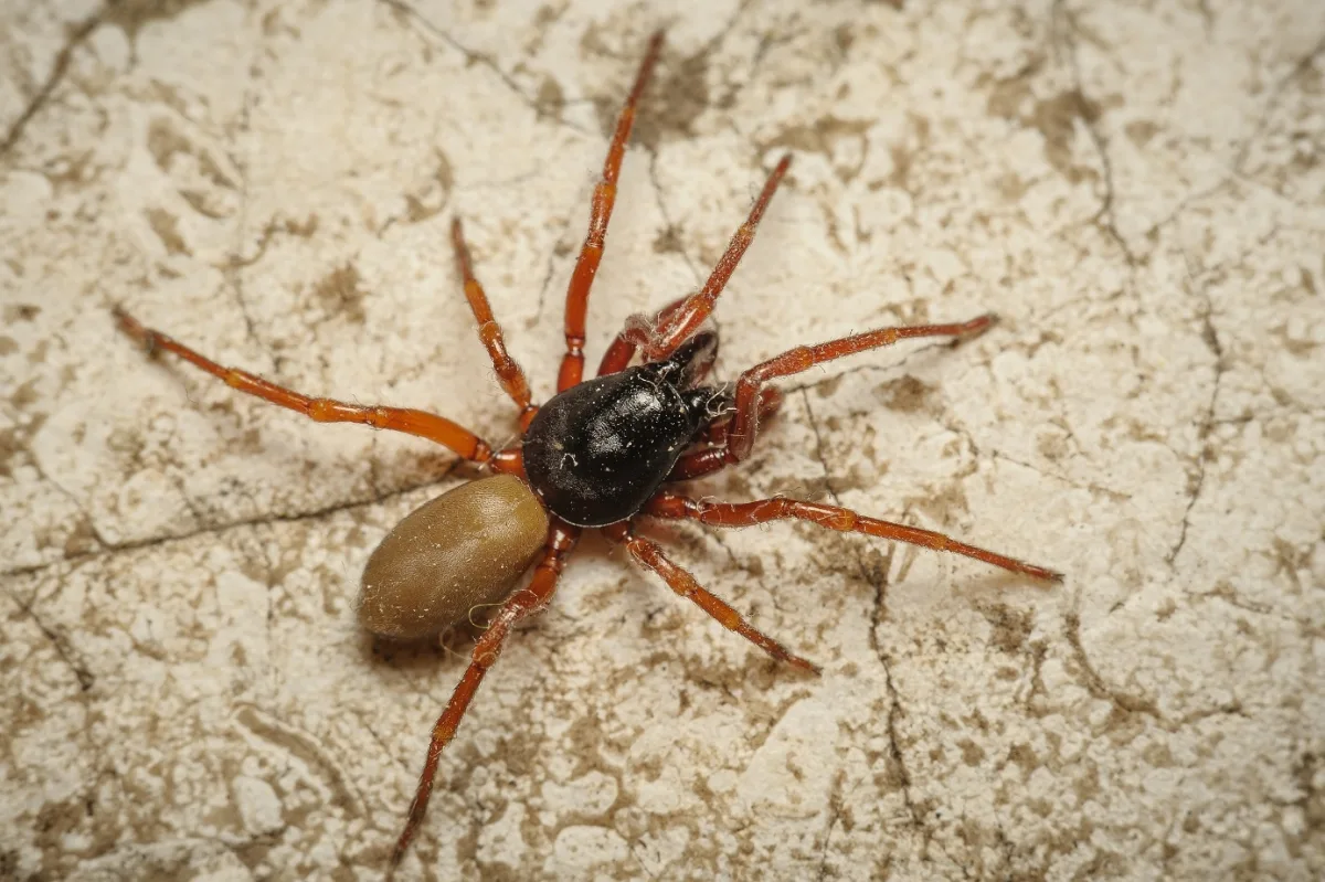 Samice nového, nepohlavně se rozmnožujícího druhu pavouka Dysdera parthenogenetica objevená na pražském Petříně.