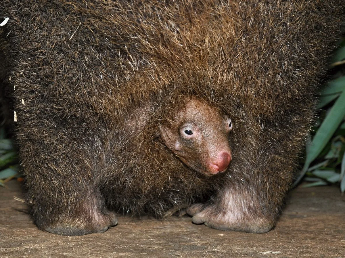 Malý vombat už vystrkuje hlavu.