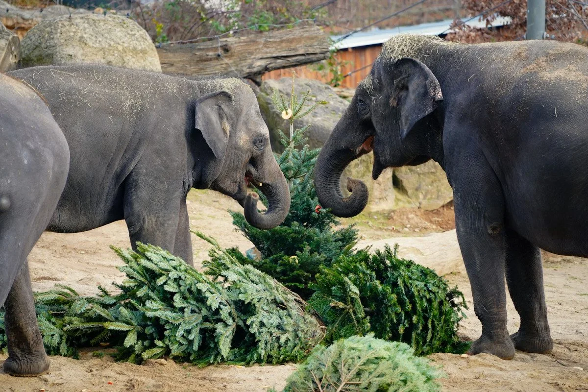 Zvířata v Zoo Praha dostanou neprodané vánoční stromky