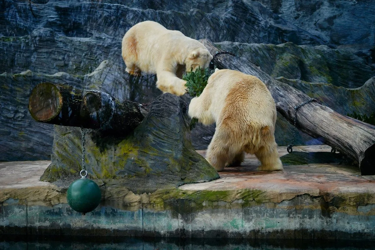 FOTO: Přetahovaná o vánoční strom. Zvířata v Zoo Praha se také dočkala nadílky