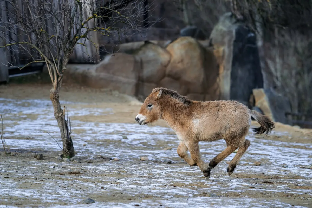 Zoo Praha