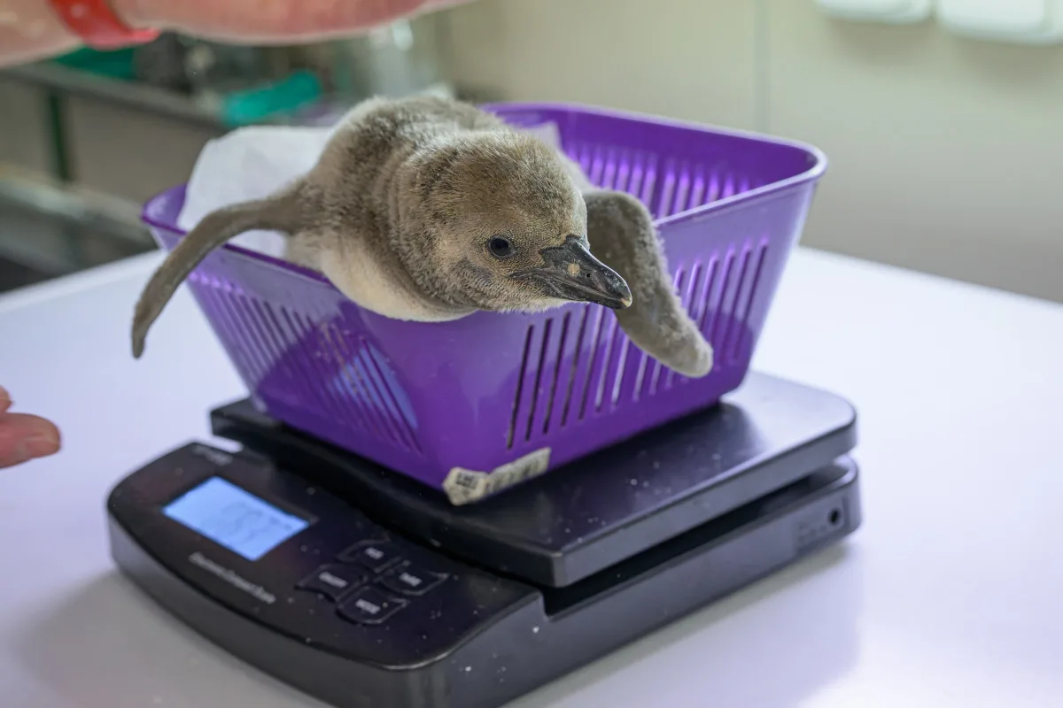 Roztomilé tučňáčí mládě z pražské zoo roste jako z vody. Váží skoro kilo a půl