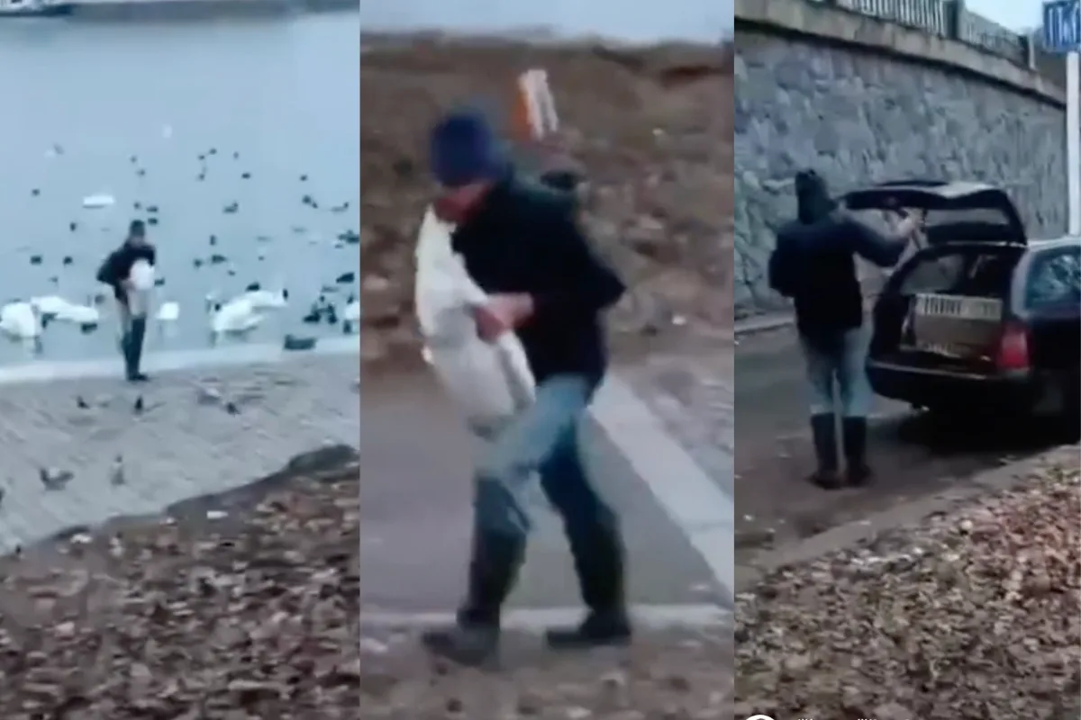Muž si do auta odnesl dvě labutě.