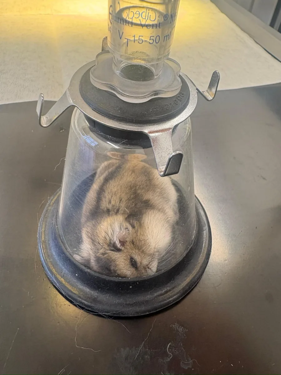 Žádný pacient není příliš malý. Veterináři pražského útulku operovali i křečíka