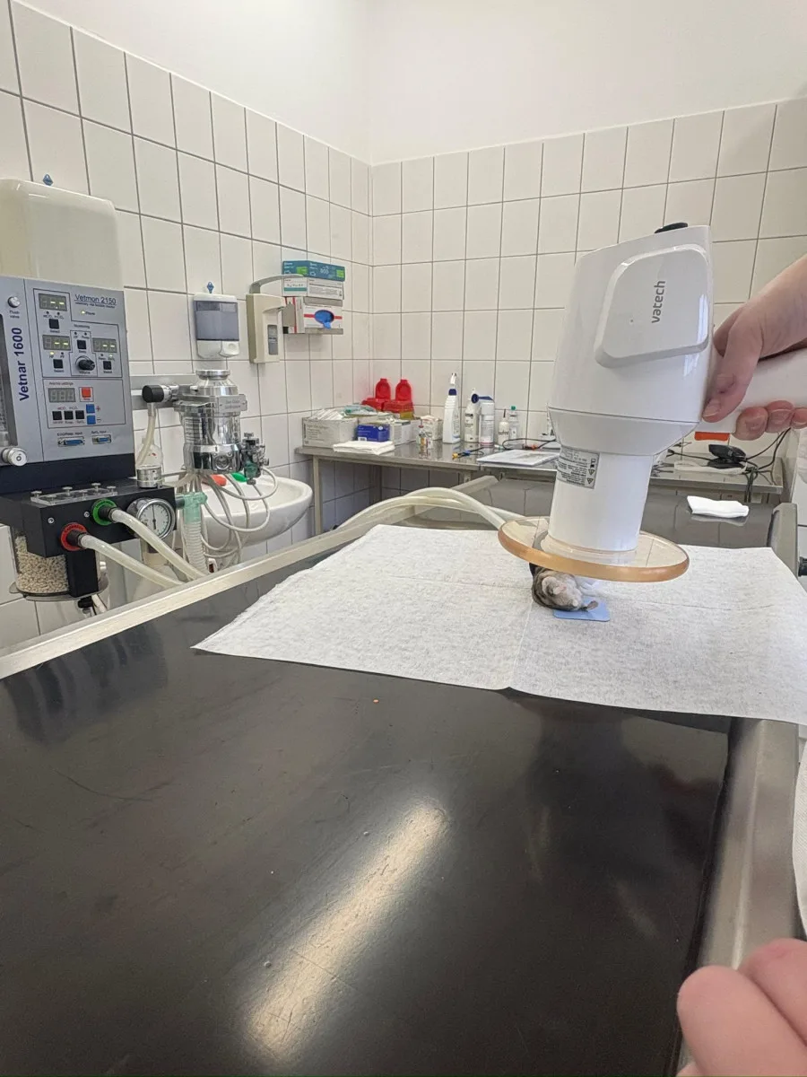 Žádný pacient není příliš malý. Veterináři pražského útulku operovali i křečíka
