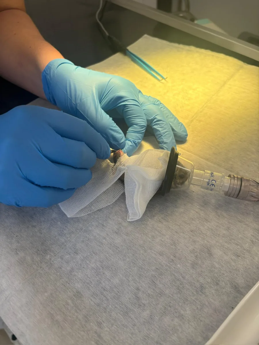 Žádný pacient není příliš malý. Veterináři pražského útulku operovali i křečíka