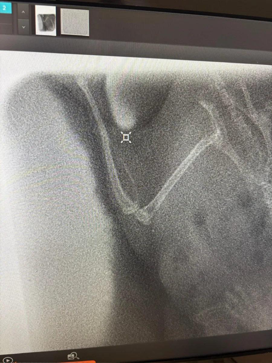 Žádný pacient není příliš malý. Veterináři pražského útulku operovali i křečíka