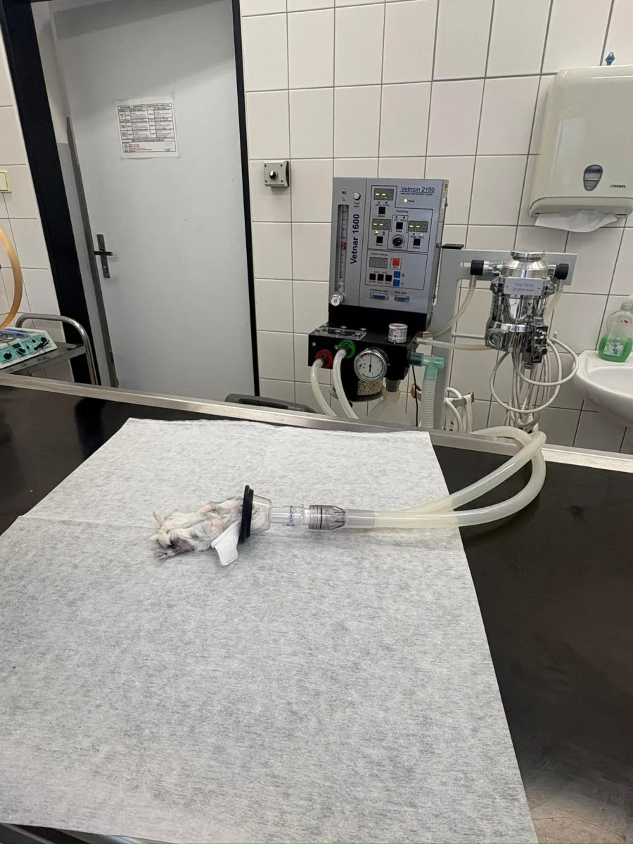 Žádný pacient není příliš malý. Veterináři pražského útulku operovali i křečíka