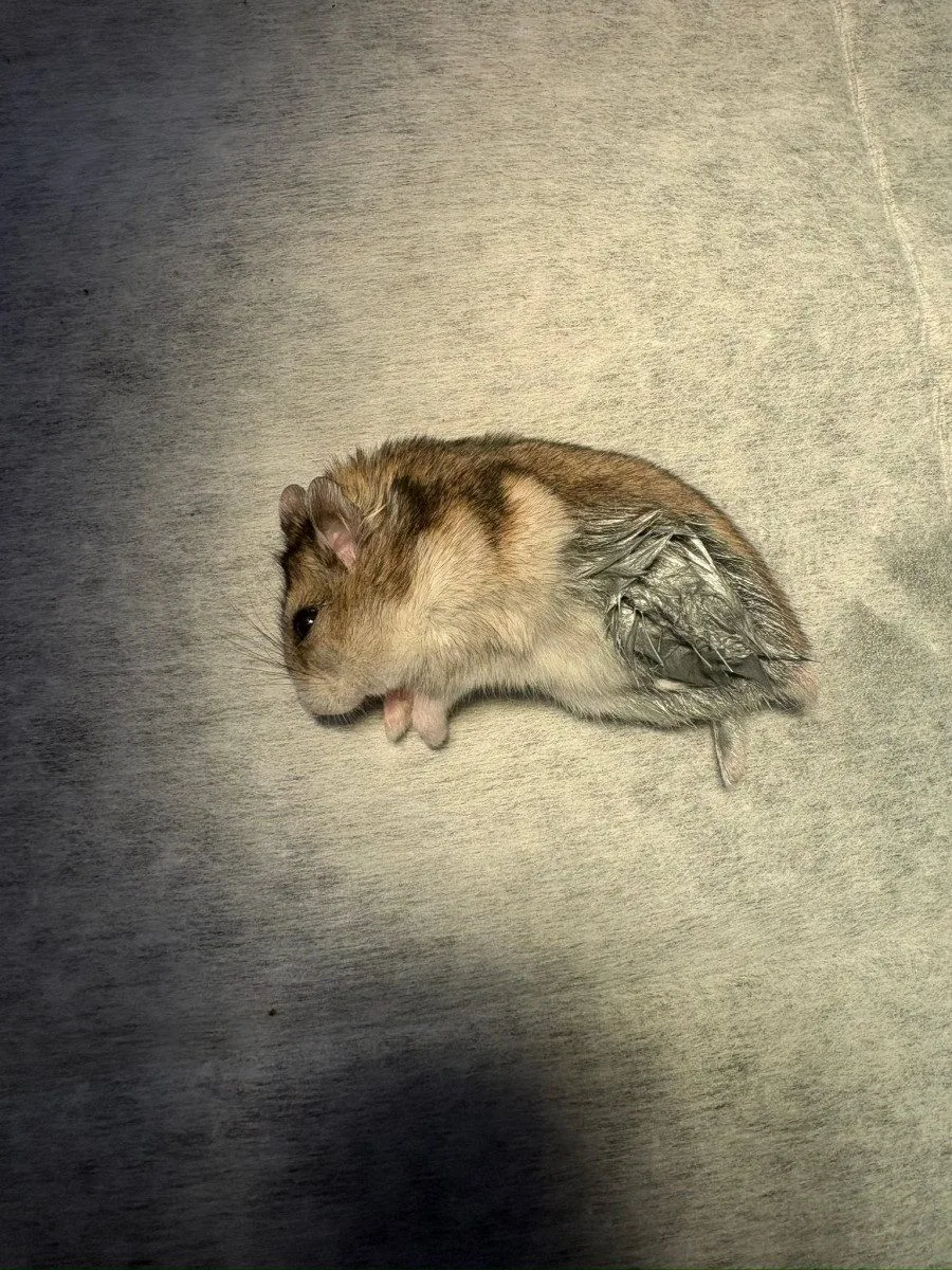 Žádný pacient není příliš malý. Veterináři pražského útulku operovali i křečíka