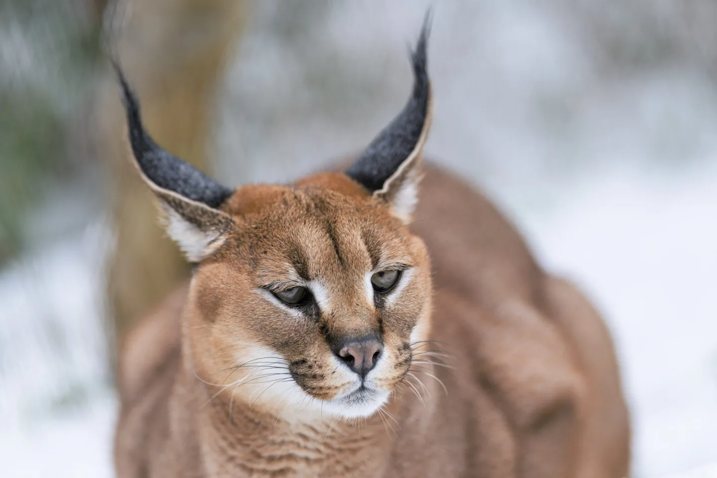 Karakalové Zoo Praha