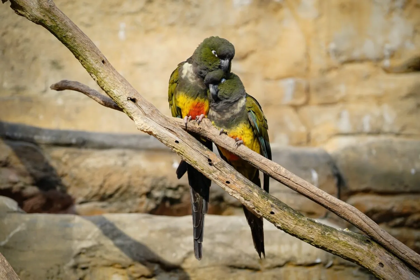 V pražské zoo potvrdili ptačí chřipku u ptáka v izolaci