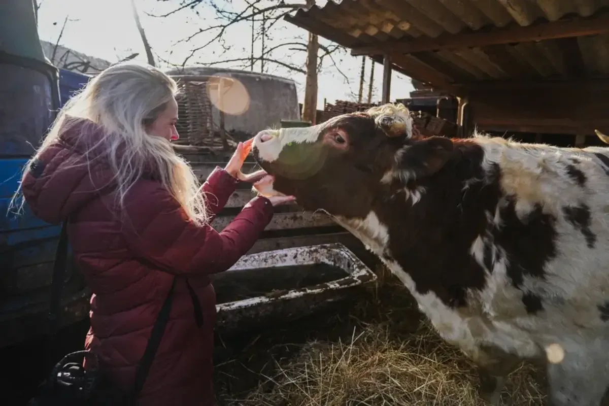 Zanedbané krávy jen o kus unikly porážce. Ochránci zvířat pro ně teď hledají domov