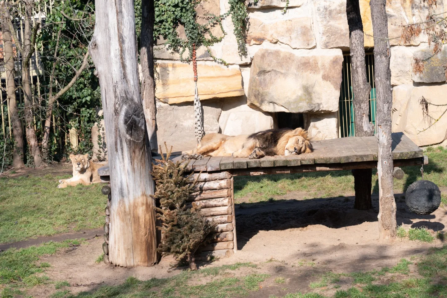 Teplé počasí láká ven obyvatele pražské zoo. Slunečno si užívají například lvi či karakalové