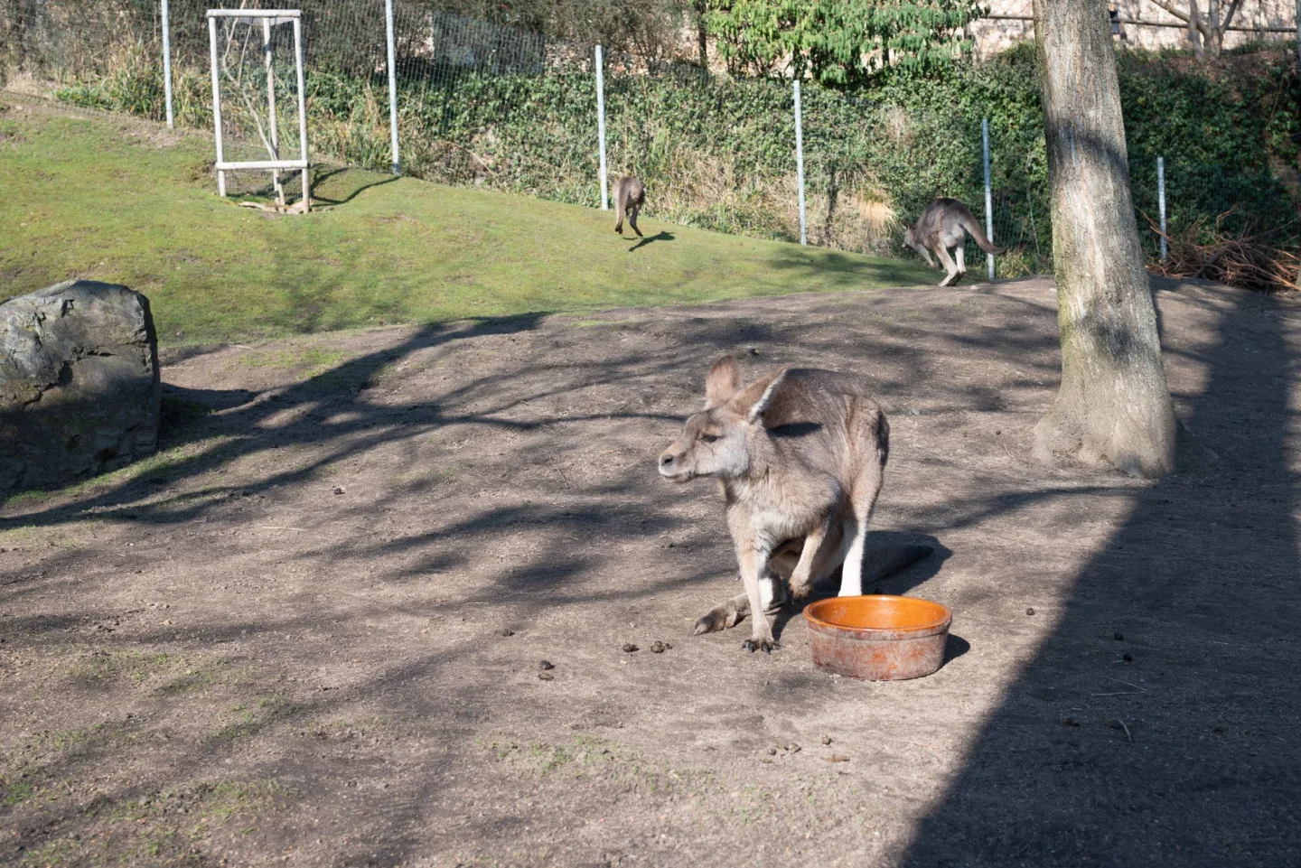 Teplé počasí láká ven obyvatele zoo. Slunečno si užívají například lvi či karakalové