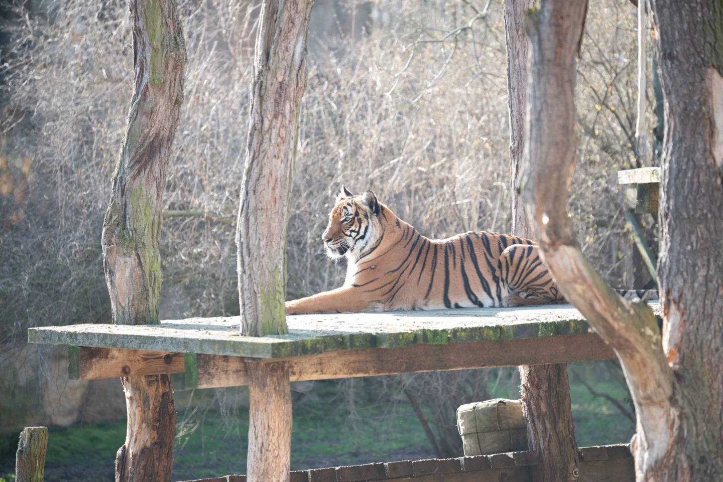 Teplé počasí láká ven obyvatele zoo. Slunečno si užívají například lvi či karakalové